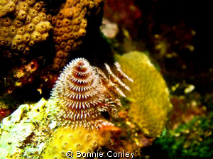 Christmas Tree Worm seen in Grand Cayman August 2010.  Ph... by Bonnie Conley 